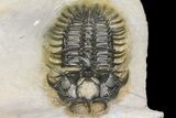 Short-Fork Walliserops Hammi Trilobite - Foum Zguid, Morocco #161462-6